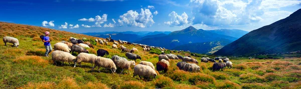 Európai Hegyek Hagyományos Pásztorkodás Nagy Magasságú Területeken Pásztorok Kutyákkal Legelnek — Stock Fotó