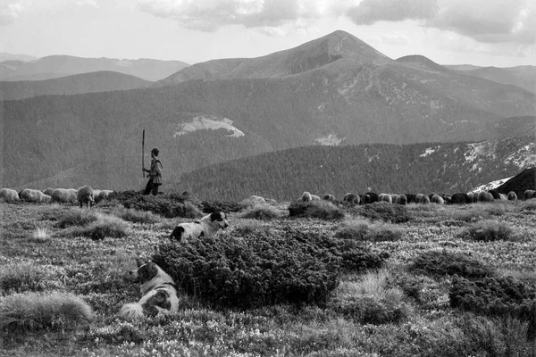 Montanhas Europeias Pastoreio Tradicional Campos Alta Altitude Pastores Com Cães — Fotografia de Stock