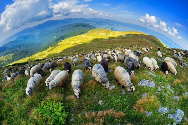 Avrupa Dağları Yüksek Irtifada Geleneksel Çobanlık Yapıyor Köpekli Çobanlar Yün — Stok fotoğraf