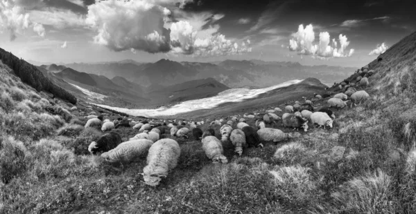 ヨーロッパの山々の伝統的な羊飼いの高高度フィールドです 肉を提供する羊の群れを放牧犬と羊飼い — ストック写真