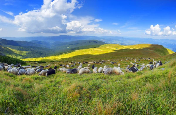 Montañas Europeas Pastoreo Tradicional Campos Gran Altitud Pastores Con Perros —  Fotos de Stock