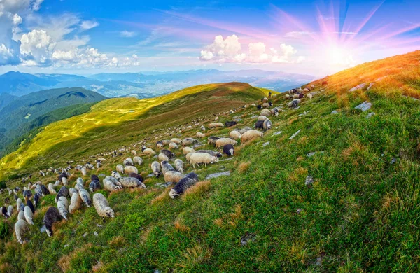 欧洲山区传统的高原地区放牧 带狗的牧羊人放牧大群羊 提供羊毛 牛奶和肉 — 图库照片