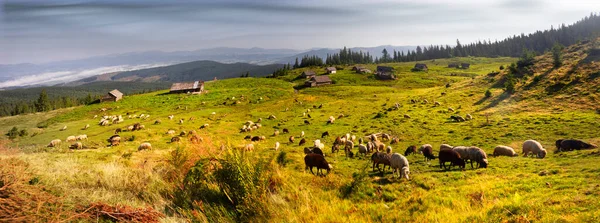 Montanhas Europeias Pastoreio Tradicional Campos Alta Altitude Pastores Com Cães — Fotografia de Stock