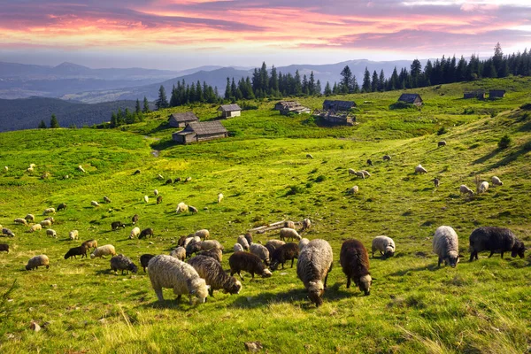 Montanhas Europeias Pastoreio Tradicional Campos Alta Altitude Pastores Com Cães — Fotografia de Stock