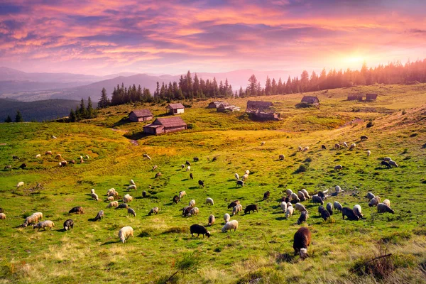 Ευρωπαϊκή Ορεινή Παραδοσιακή Βοσκή Πεδία Μεγάλου Υψομέτρου Βοσκοί Σκύλους Βόσκουν — Φωτογραφία Αρχείου