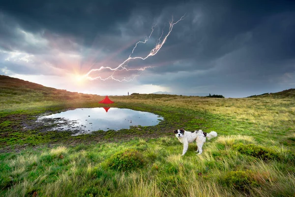 Cane Pastori Pecora Cammina Vicino Lago Montagna Nelle Alpi Dove — Foto Stock