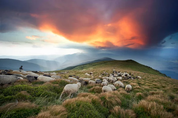 Les Bergers Les Chiens Paissent Grands Troupeaux Moutons Qui Fournissent — Photo