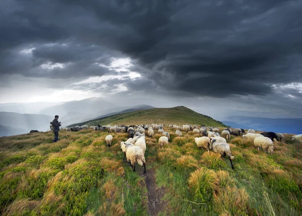 Pásztorok Kutyák Legelnek Nagy Juhok Amelyek Gyapjú Tej Hús Európai — Stock Fotó