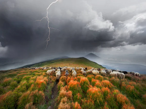 Pastori Cani Pascolano Grandi Greggi Pecore Che Forniscono Lana Latte — Foto Stock