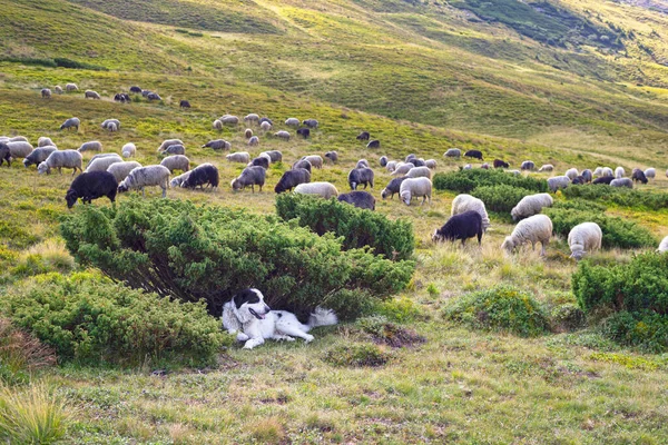 목자들 과개들은 양모와 우유와 고기를 공급하는 뜯어먹는다 유럽의 산들은 지대에서 — 스톡 사진