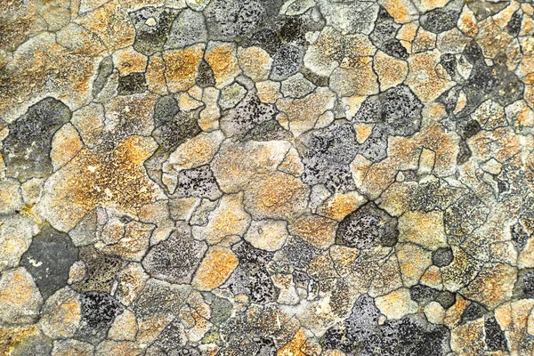 Krásná Grafika Přírodní Kámen Lišejníkovým Vzorem Horách Pozemní Umění Půvabné — Stock fotografie