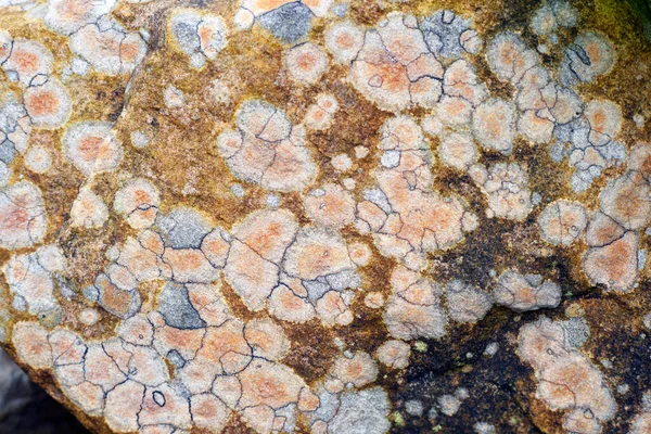 美しいグラフィック 土地の芸術 優雅なラインと色絵の中で地衣類のパターンを持つ天然石 花崗岩 玄武岩 — ストック写真