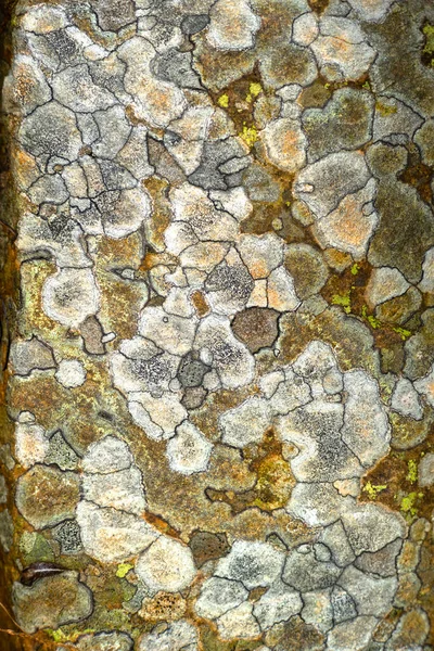 Beautiful Graphics Natural Stone Lichen Pattern Mountains Land Art Graceful — Stock Photo, Image