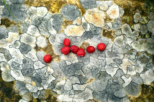 Hermosos Gráficos Piedra Natural Con Patrón Liquen Las Montañas Land — Foto de Stock