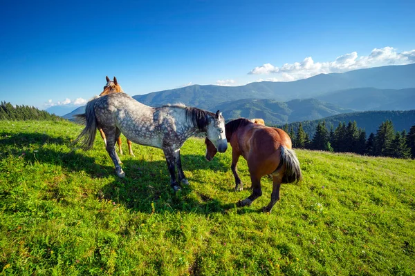 Cavalos Selvagens Como Mustangs Pastam Prados Alpinos Limpos Florescendo Prados — Fotografia de Stock