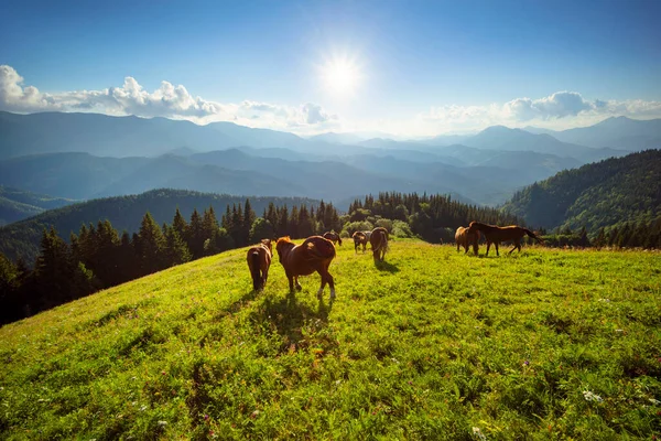 Vad Lovak Mint Musztángok Tiszta Alpesi Réteken Legelnek Virágzó Rétek — Stock Fotó