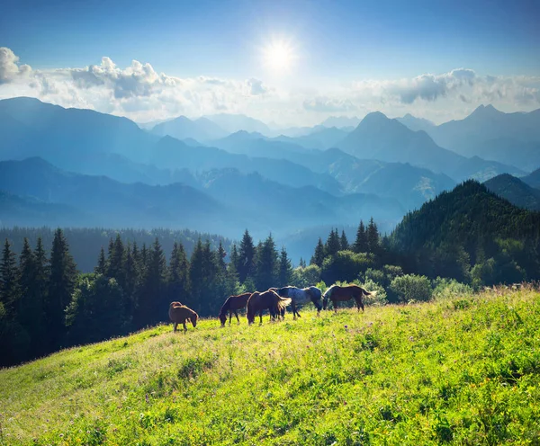 Cavalos Selvagens Como Mustangs Pastam Prados Alpinos Limpos Florescendo Prados — Fotografia de Stock