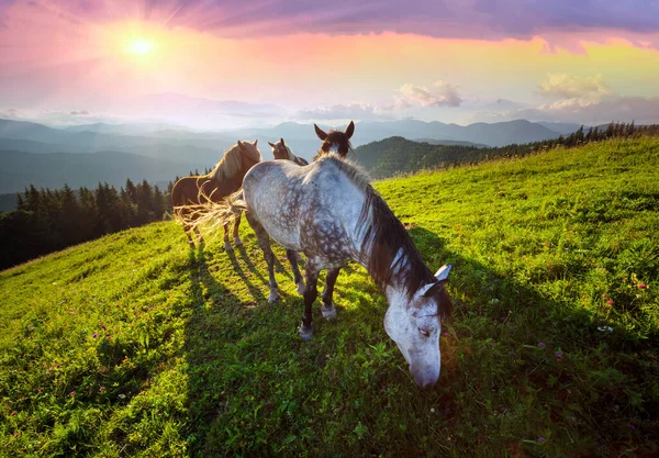 Vilda Hästar Som Mustanger Betar Rena Alpängar Blommande Ängar Mot — Stockfoto