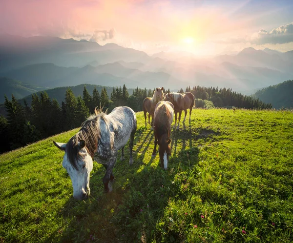 Divocí Koně Jako Mustangové Pasou Čistých Alpských Loukách Kvetoucí Louky — Stock fotografie