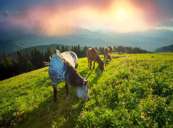 Vilda Hästar Som Mustanger Betar Rena Alpängar Blommande Ängar Mot — Stockfoto