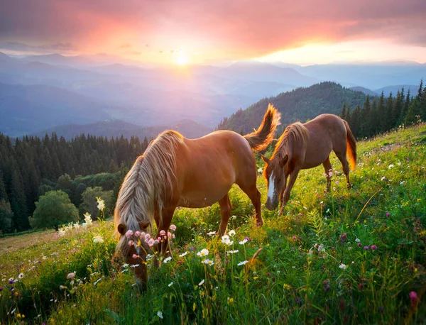 Divocí Koně Jako Mustangové Pasou Čistých Alpských Loukách Kvetoucí Louky — Stock fotografie
