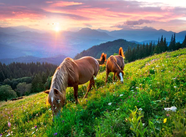 야생마와 말들은 지대의 초원에서 뜯습니다 아름다운 산봉우리들을 배경으로 펼쳐져 초원에서 — 스톡 사진