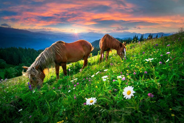 Cavalos Selvagens Como Mustangs Pastam Prados Alpinos Limpos Florescendo Prados — Fotografia de Stock