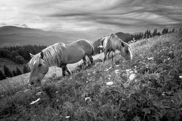 Cavalos Selvagens Como Mustangs Pastam Prados Alpinos Limpos Florescendo Prados — Fotografia de Stock