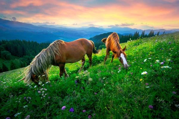 Άγρια Άλογα Όπως Μάστανγκ Βόσκουν Καθαρά Αλπικά Λιβάδια Ανθισμένα Λιβάδια — Φωτογραφία Αρχείου
