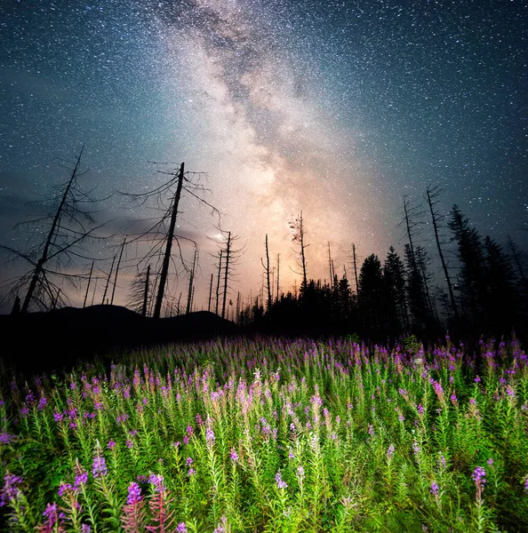 Kvetoucí Pole Pod Hvězdnou Oblohou Galaxie Mléčné Dráhy Krásná Léčivá — Stock fotografie