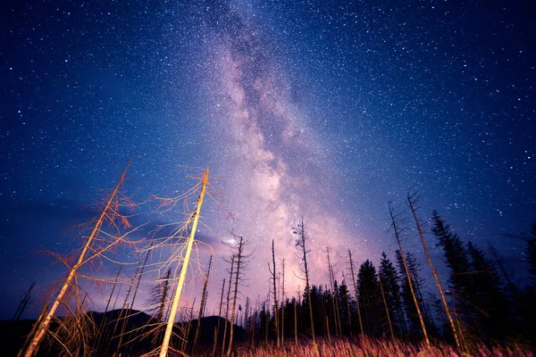 Champ Fleuri Sous Ciel Étoilé Voie Lactée Galaxie Une Belle — Photo