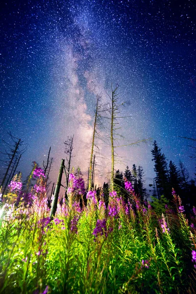 Champ Fleuri Sous Ciel Étoilé Voie Lactée Galaxie Une Belle — Photo