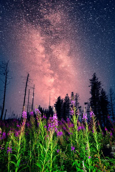 Kwitnące Pole Pod Gwiaździstym Niebem Galaktyki Drogi Mlecznej Piękna Roślina — Zdjęcie stockowe