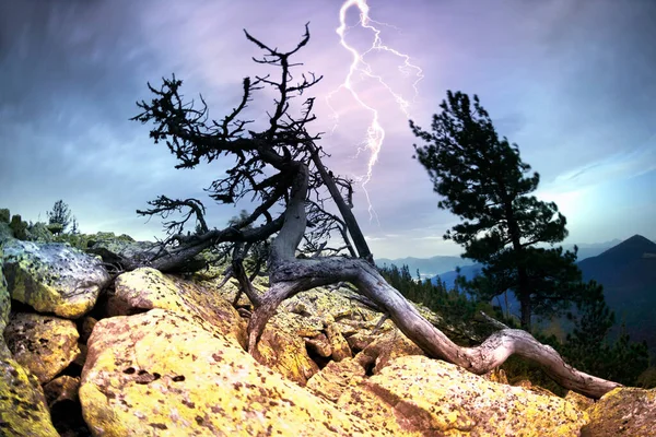 Старе Сухе Кедрове Дерево Скелястих Горах Сполучених Штатів Америки Сша — стокове фото