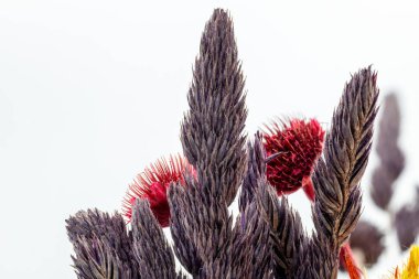 Eşsiz dokuları, doğası ve sanat konsepti olan kabarık ve dikenli çiçeklere yakın çekim