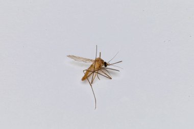 Beyaz arka planda böcek ve böcekleri temsil eden ölü bir sivrisineğin detaylı görüntüleri.