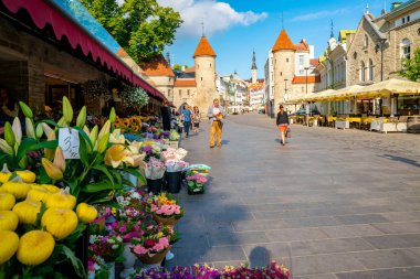 10 Haziran 2018. Tallinn, Estonya. Tallinns eski şehrin ortasında güzel çiçekler.