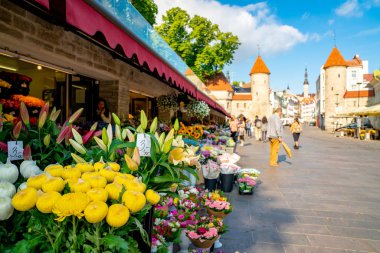 10 Haziran 2018. Tallinn, Estonya. Tallinns eski şehrin ortasında güzel çiçekler.