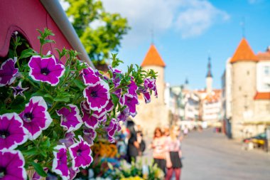 10 Haziran 2018. Tallinn, Estonya. Tallinns eski şehrin ortasında güzel çiçekler.