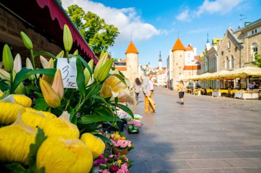 10 Haziran 2018. Tallinn, Estonya. Tallinns eski şehrin ortasında güzel çiçekler.