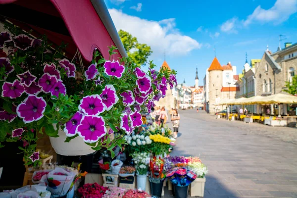 Junho 2018 Tallinn Estónia Lindas Flores Meio Tallinns Cidade Velha — Fotografia de Stock