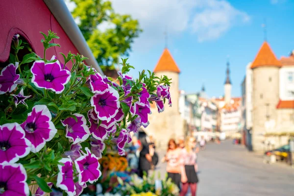 Junho 2018 Tallinn Estónia Lindas Flores Meio Tallinns Cidade Velha — Fotografia de Stock