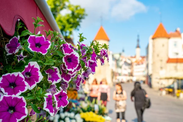 Juni 2018 Tallinn Estland Schöne Blumen Inmitten Der Altstadt Von — Stockfoto