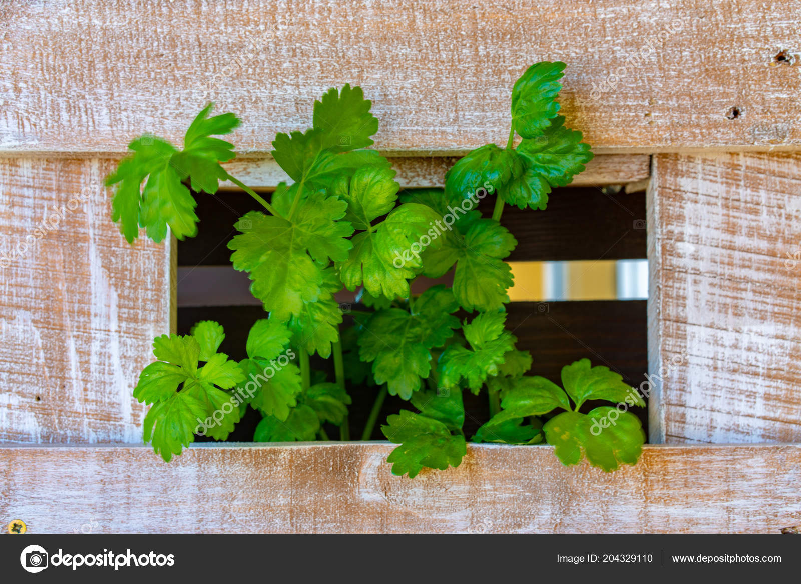 Verde Planta Maceta Estante Pared Plataforma Blanca Plantas Fresa