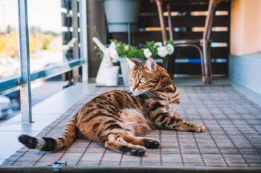 Balkonda oynarken, kendini yıkama, Uykulu veya oynak duygu güzel bengal kedisi. Küçük kaplan.