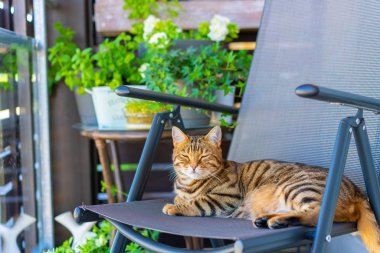 Balkonda oynarken, kendini yıkama, Uykulu veya oynak duygu güzel bengal kedisi. Küçük kaplan.