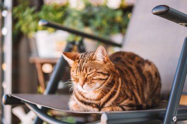 Balkonda oynarken, kendini yıkama, Uykulu veya oynak duygu güzel bengal kedisi. Küçük kaplan.