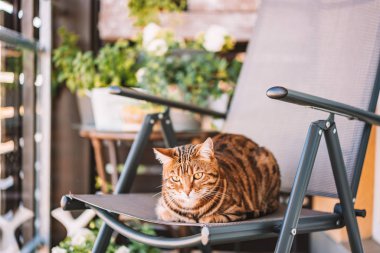 Balkonda oynarken, kendini yıkama, Uykulu veya oynak duygu güzel bengal kedisi. Küçük kaplan.