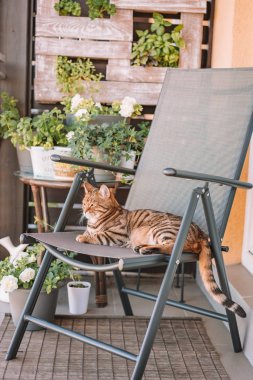 Balkonda oynarken, kendini yıkama, Uykulu veya oynak duygu güzel bengal kedisi. Küçük kaplan.