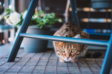 Balkonda oynarken, kendini yıkama, Uykulu veya oynak duygu güzel bengal kedisi. Küçük kaplan.
